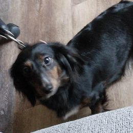 Teetee - Dachshund