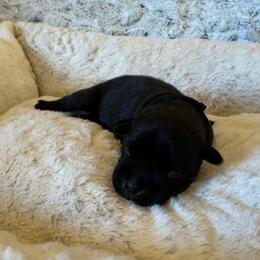 Black Collar Female - Black and white female Staffordshire Bull Terrier puppy in Princeton, Minnesota from Thor’s Beagles & Maha’s Staffy