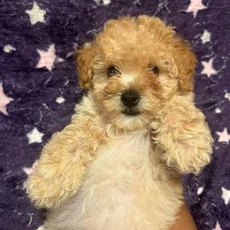 Calvin Ready now - Cream male Poodle puppy in Gastonia, North Carolina from Dynasty Kennel