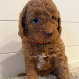 Orange Collar Girl - Red  female Goldendoodle puppy in San Augustine, Texas from Vintage Doodles