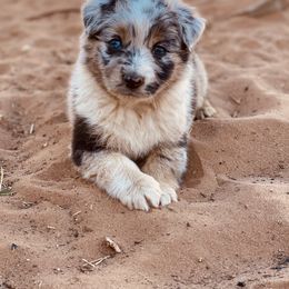 Miniature Australian Shepherd and Toy Australian Shepherd Puppies from Mesquite Tree Aussies