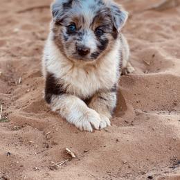 Miniature Australian Shepherd and Toy Australian Shepherd Puppies from Mesquite Tree Aussies