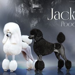 Poodle puppies from Jackalope Poodles