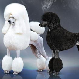 Poodle puppies from Jackalope Poodles
