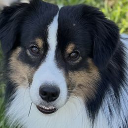 Rocky - Black tri male Miniature American Shepherd puppy in Easley, South Carolina from Tanya Strickland