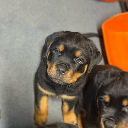 Lightening - Black and mahogany male Rottweiler puppy in Crothersville, Indiana from The Solid Rock Kennel