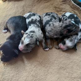 Toy Australian Shepherd puppies from MAS Gone Rogue