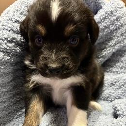 Eddie - Black tri-color male Australian Shepherd puppy in Butler, Georgia from Aussies at Howling Hill Farm