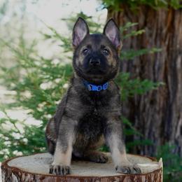 Levi - Sable male German Shepherd puppy in Coarsegold, California from Yosemite Shepherds
