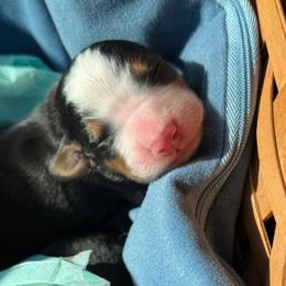 Dove - Tri-color female Bernese Mountain Dog puppy in Gardner, Kansas from Faith and Family Farm