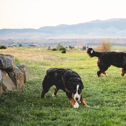 Bernedoodles and Bernese Mountain Dogs from Central Washington doodles