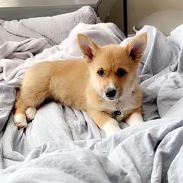 Pembroke Welsh Corgi Puppies from Rocking LJ Breeding
