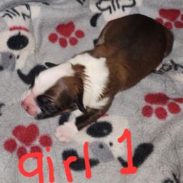Girl 1 - female English Shepherd puppy in Columbia, Connecticut from Tranquil Morning Farm