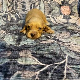 Love - Red male Dachshund puppy in Magnolia, Texas from Carrie’s Countryside Dachshunds