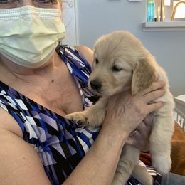 Golden Retriever Puppies from Nutmeg's Golden Puppy Dog