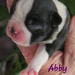 Abby - Seal brindle and white female Boston Terrier puppy in Lexington, Indiana from NanzBostz