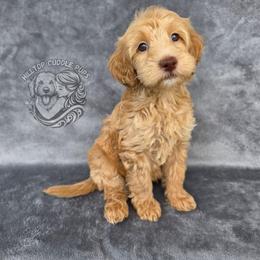 Ruby - Apricot female Goldendoodle puppy in Chattanooga, Tennessee from Hilltop Cuddle Pups