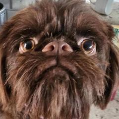 Brussels Griffons, Chihuahuas, and French Bulldogs from BZB Griffs