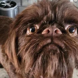 Brussels Griffons, Chihuahuas, and French Bulldogs from BZB Griffs