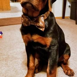 Rottweiler Puppies from Spoon River Rottweilers
