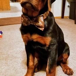 Rottweiler Puppies from Spoon River Rottweilers