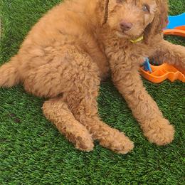 Goldendoodle and Sheepadoodle Puppies from IE Family Doodles