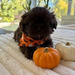 Charlie Brown - Liver and white male Shih Tzu puppy in Springboro, Ohio from Shih Tzus of Springboro LLC.