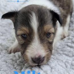 Milton - Sable and white male Shetland Sheepdog puppy in Gladbrook, Iowa from T Triple C Shelties