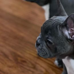 French Bulldogs from Frenchie In The Now