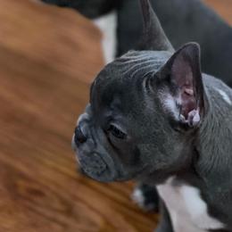 French Bulldogs from Frenchie In The Now