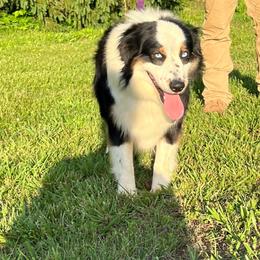 Legend - Australian Shepherd