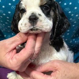 Fuschia collar girl - Black white and tan female Cocker Spaniel puppy in Boca Raton, Florida from Gold-Coast Cockers