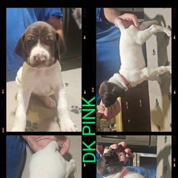Dark pink - Liver and white female German Shorthaired Pointer puppy in Cadiz, Kentucky from Jenny Ridge Kennels