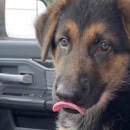 German Shepherds from Finley’s Premium Shepherds