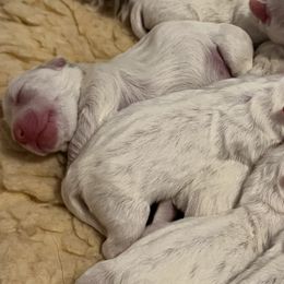 Coton de Tulear puppies from Firebird Show Dogs