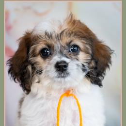 Laurie - Brown and white female Cockapoo puppy in Connersville, Indiana from Deaz Doodle Ranch