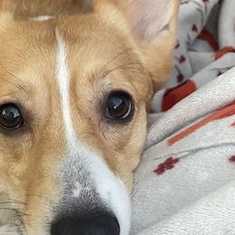 American Corgis from Montgomery Corgis