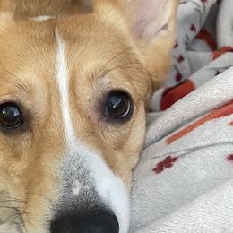American Corgis from Montgomery Corgis