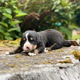 Shazam (Orange Collar) - Black rust and white male Bernese Mountain Dog puppy in Stanwood, Washington from Butter Cup Pups and Paws