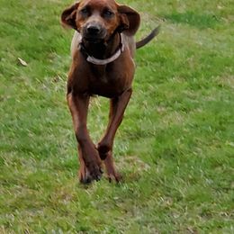 Redbone Coonhound Puppies from Dark Trail Redbones