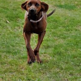 Redbone Coonhound Puppies from Dark Trail Redbones