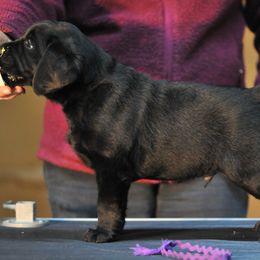 Labrador Retriever Puppies from Double Dutch Labradors