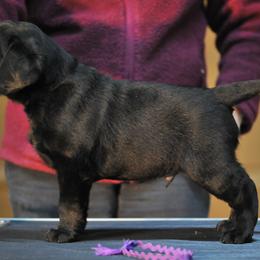 Labrador Retriever Puppies from Double Dutch Labradors