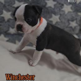 Winchester - Seal and white male Boston Terrier puppy in Clinton Township, Michigan from Greenberg's Boston Terriers & Bullies of Metro Detroit