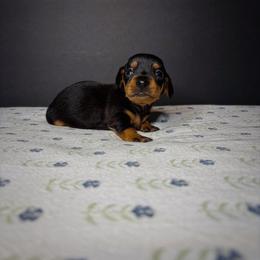 Jäger - Black and tan male Dachshund puppy in Lumber City, Georgia from CarolinaDachshunds