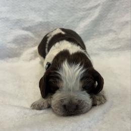 Gray boy - Tri-Roan male English Springer Spaniel puppy in Lincoln, Texas from LeeCo. Springers