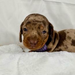 Dachshund puppies from Darling Doxies of Ocala