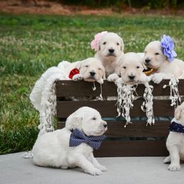 Goldendoodle and Poodle All Grown Up from Green Heart Poodles and Doodles