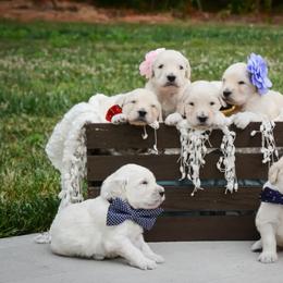 Goldendoodle and Poodle All Grown Up from Green Heart Poodles and Doodles