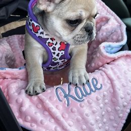 French Bulldog Puppies from The Midwest Frenchies